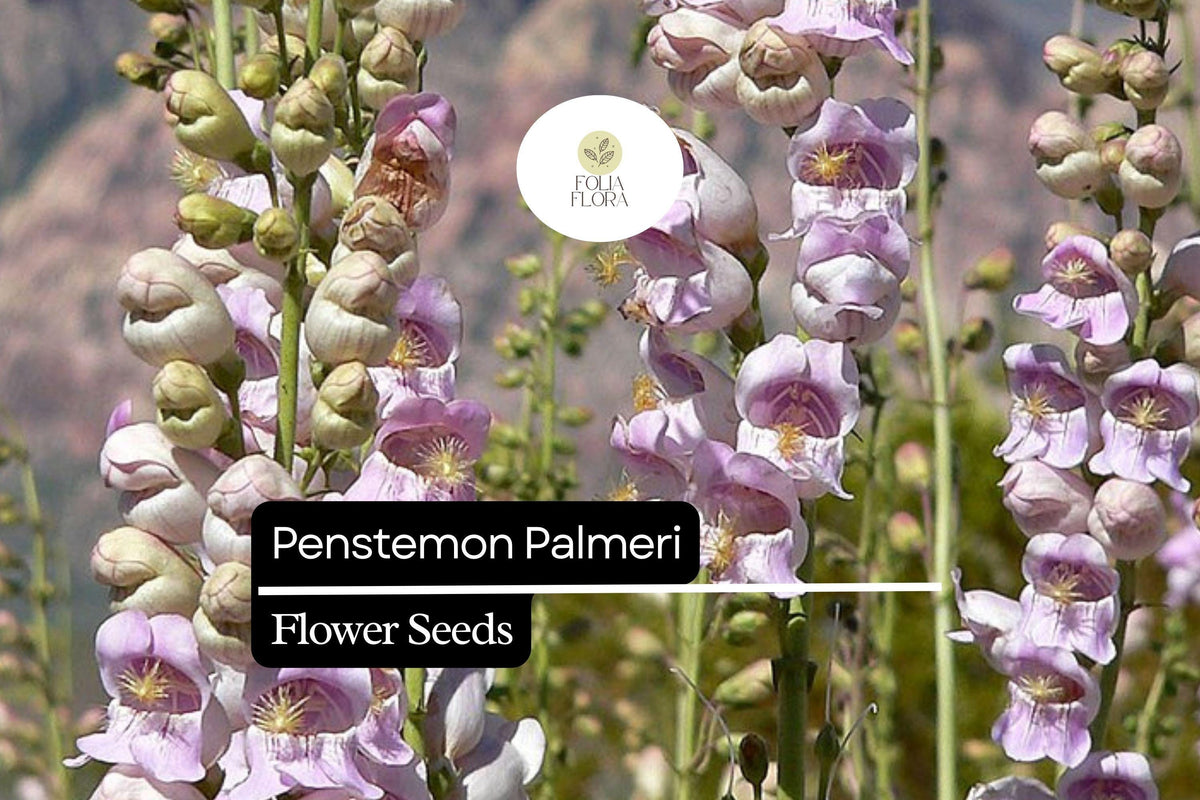 100mg Penstemon Palmeri Seeds | Fragrant Drought-Tolerant Wildflower for Pollinator Gardens | Palmer's Penstemon, Pink to Lavender Flowers