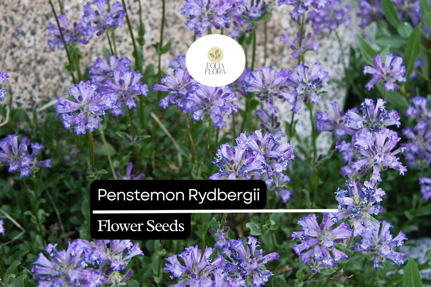 100mg Penstemon Rydbergii Seeds | Native Perennial Wildflower for Pollinator Gardens | Drought-Tolerant Pink to Lavender Blooms