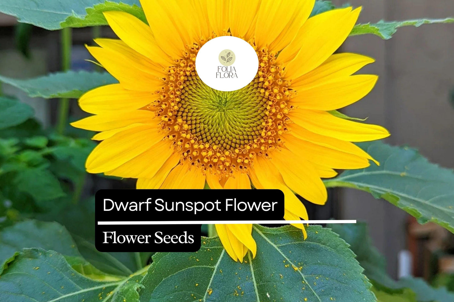1g Dwarf Sunspot Sunflower Seeds - Helianthus annuus, Compact Golden Blooms for Borders & Containers