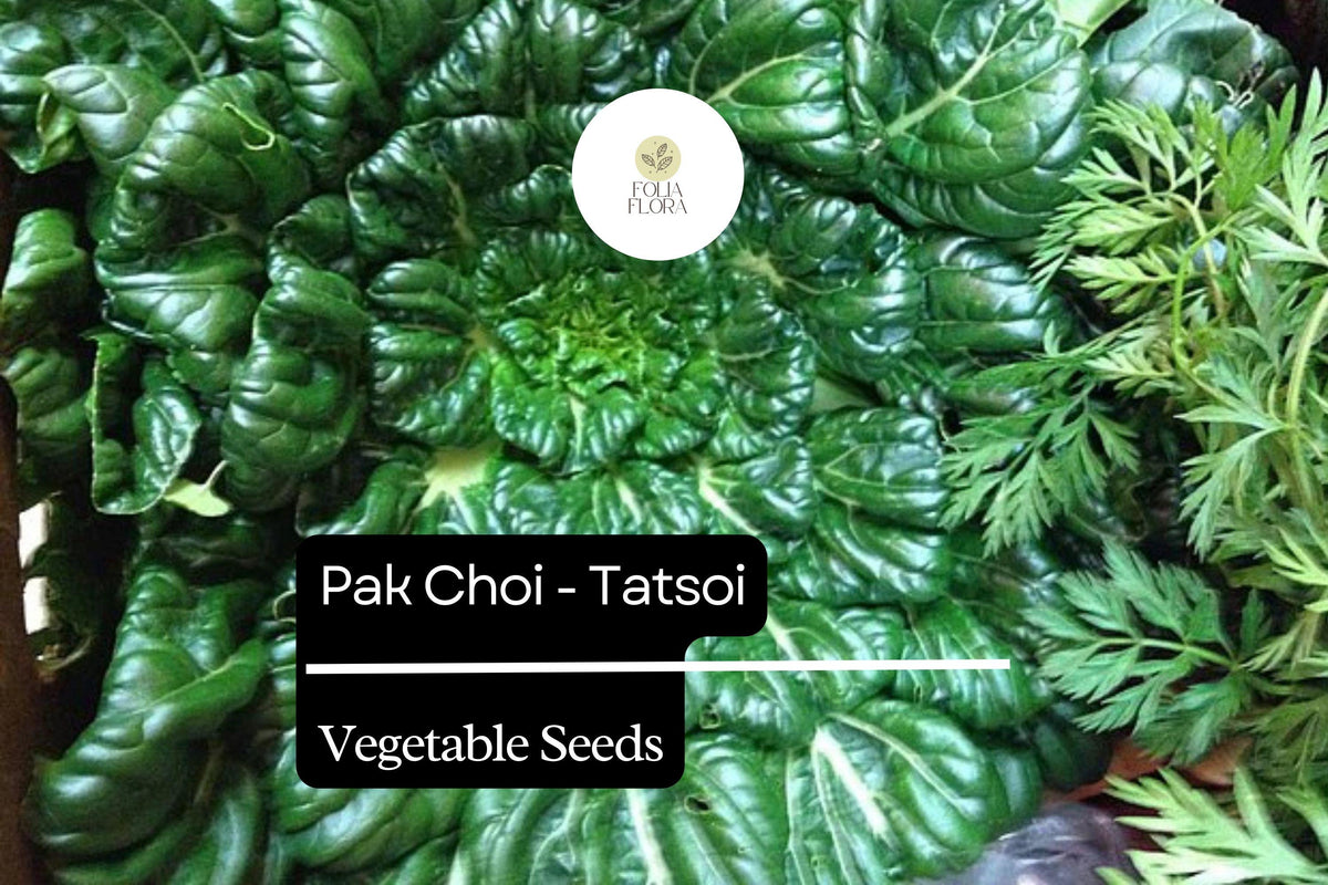 Tatsoi Seeds 500mg - Heirloom Brassica rapa var. rosularis for Salad, Stir-Fry, Greens, Asian Vegetables