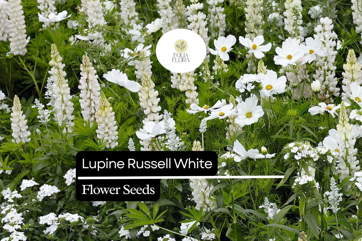 500mg Lupine Seeds Russell White Perennial Flowering Plant Lupinus polyphyllus Pollinator-Friendly