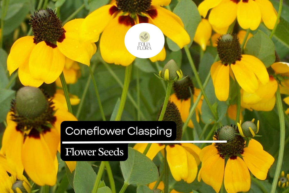 100mg Clasping Coneflower Seeds - Dracopis amplexicaulis Wildflower for Pollinators, Yellow Petals, Annual, Native, Easy to Grow