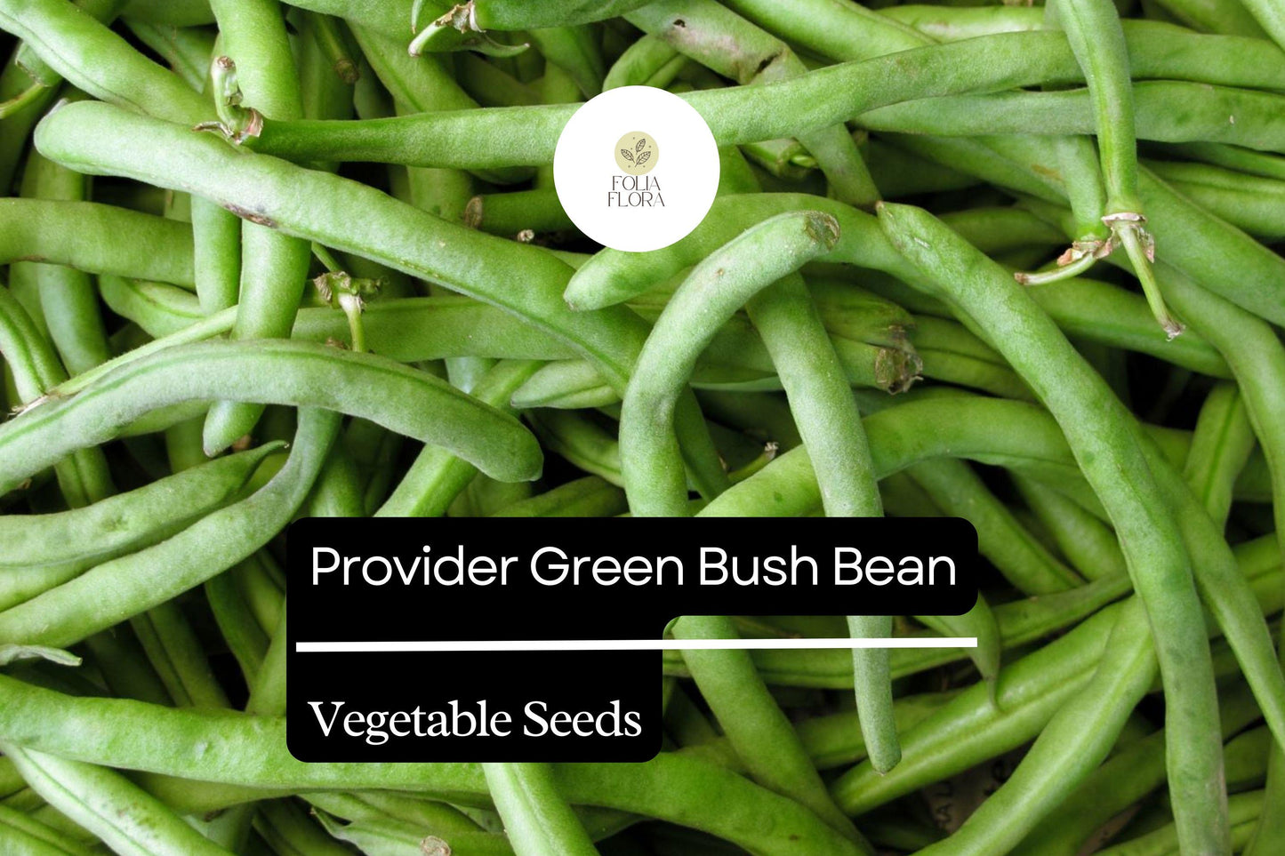 Provider Green Bush Bean Seeds | Heirloom, Stringless Snap Beans, Phaseolus vulgaris