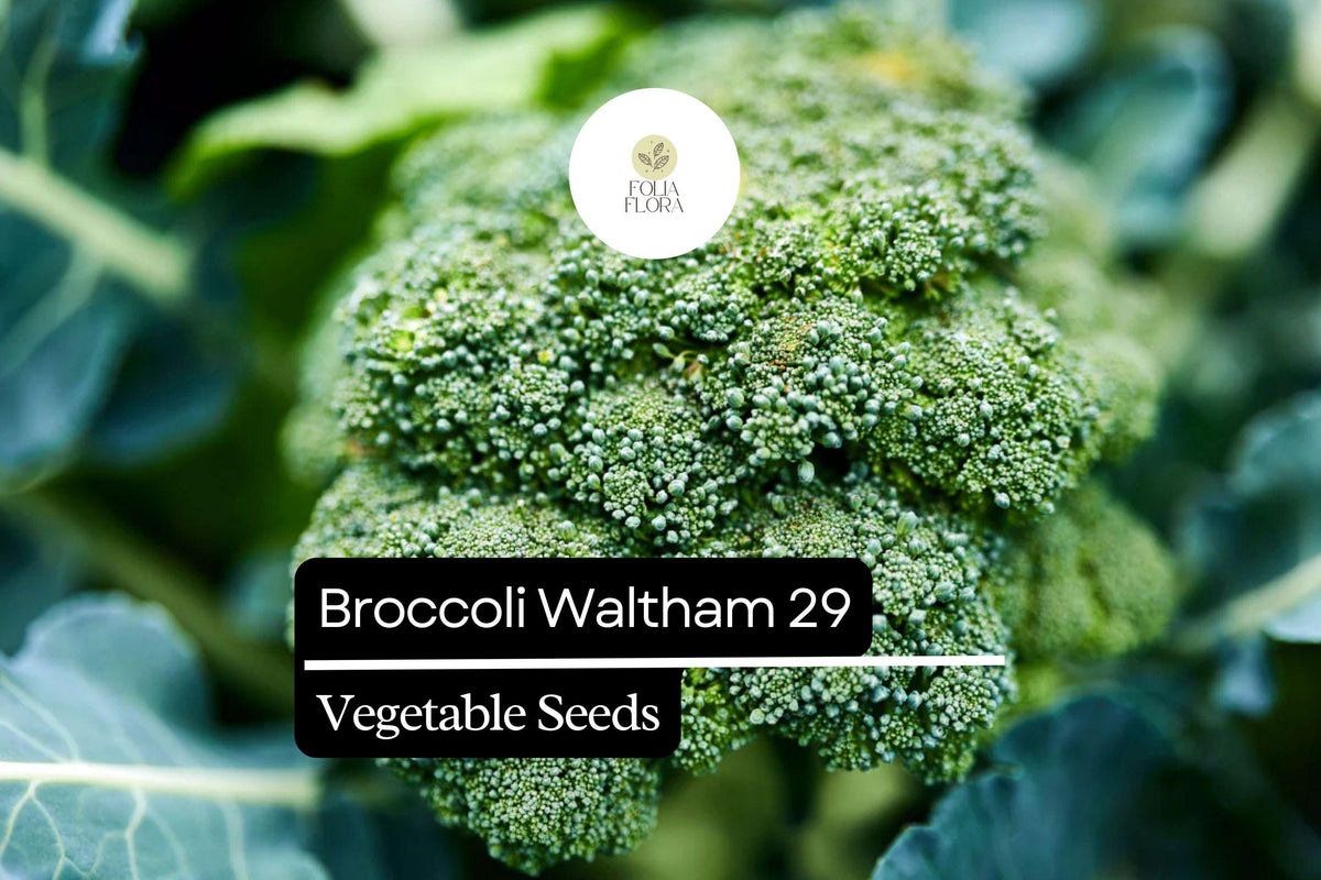 Waltham 29 Broccoli Seeds | Heirloom, Cold-Hardy, Large Heads, 1g Packet Brassica oleracea var. italica
