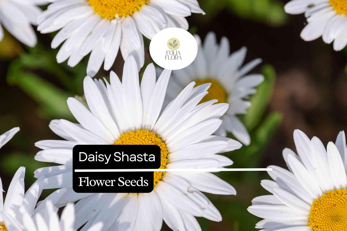 100mg Shasta Daisy Seeds, Hardy Perennial with White Blooms, Leucanthemum × superbum, Cottage Garden, Pollinator-Friendly