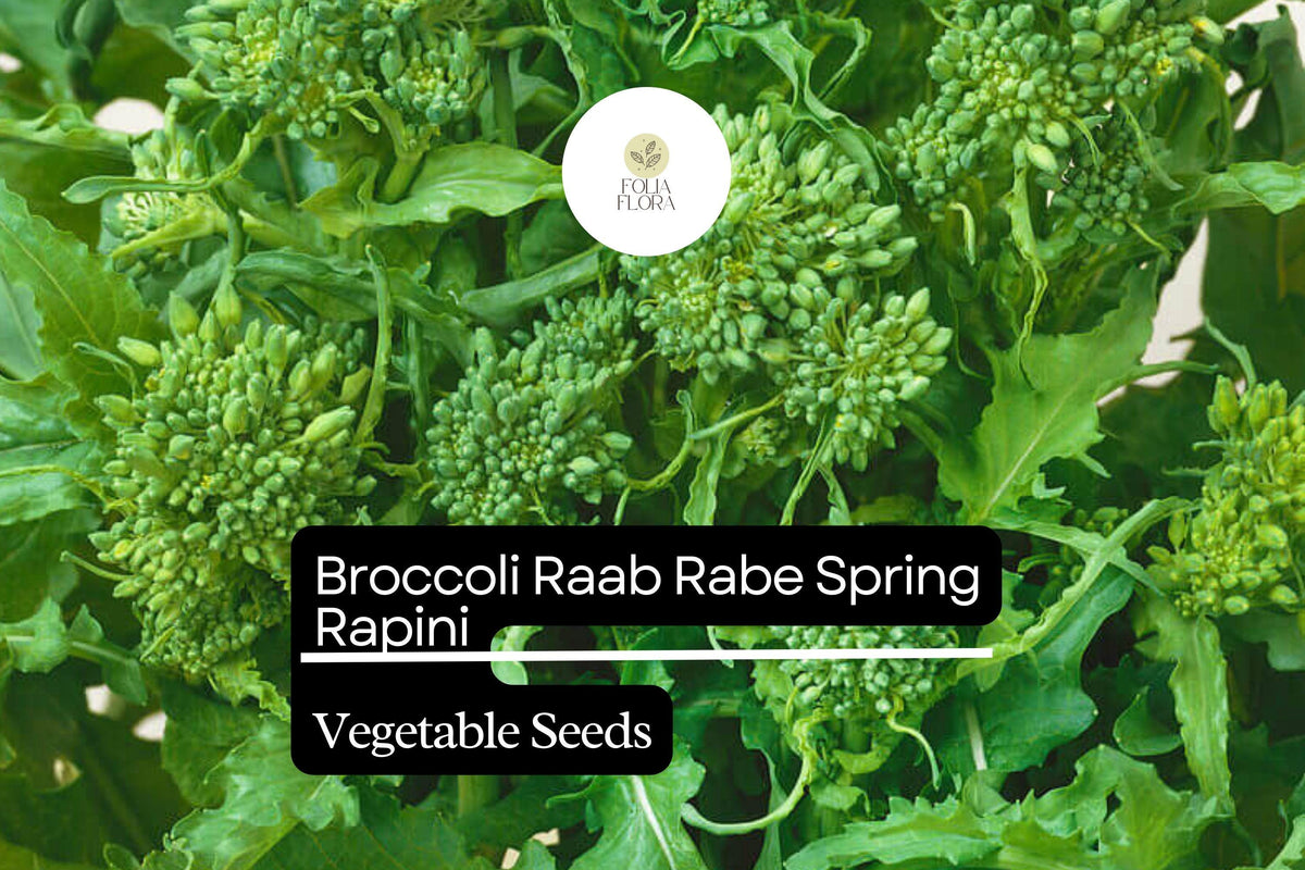 Broccoli Raab Seeds | Heirloom Spring Rapini Brassica rapa subsp. rapa | Fast-Growing, Tender Greens, Edible Flower Buds