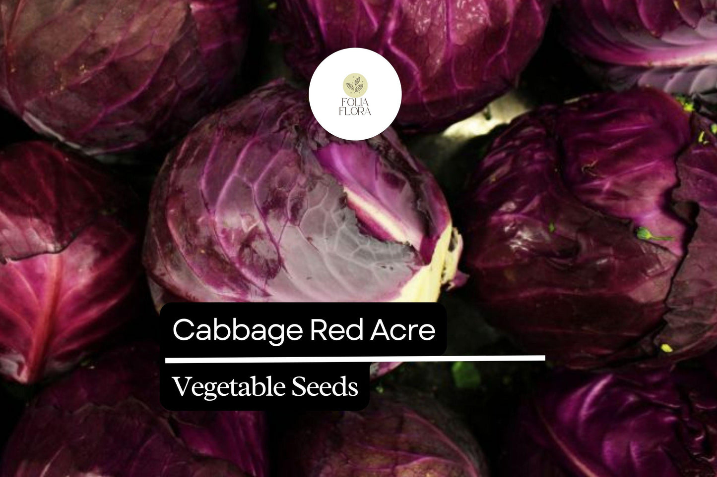 Red Acre Cabbage Seeds – Heirloom, Compact, Red-Purple Heads, Brassica oleracea var. capitata