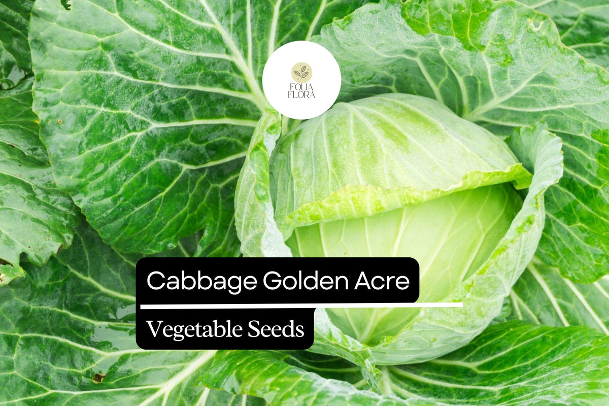 Golden Acre Cabbage Seeds 1g Heirloom Compact Green Heads Brassica oleracea var. capitata