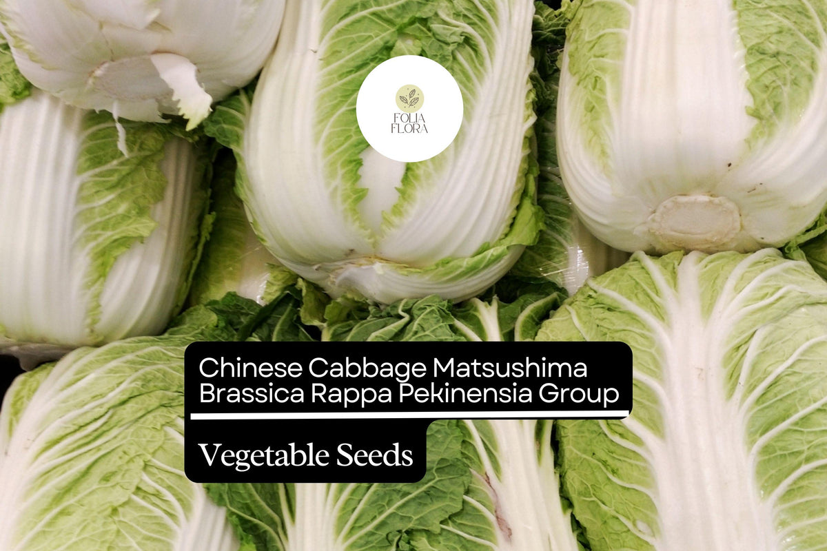 Matsushima Napa Cabbage Seeds | Sweet, Crisp for Kimchi & Stir-Fry | Brassica rapa var. pekinensis Group