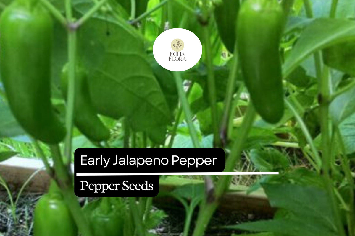 Early Jalapeno Pepper Seeds – Capsicum annuum, Mildly Spicy, Fast Growing, Heirloom, Green to Red