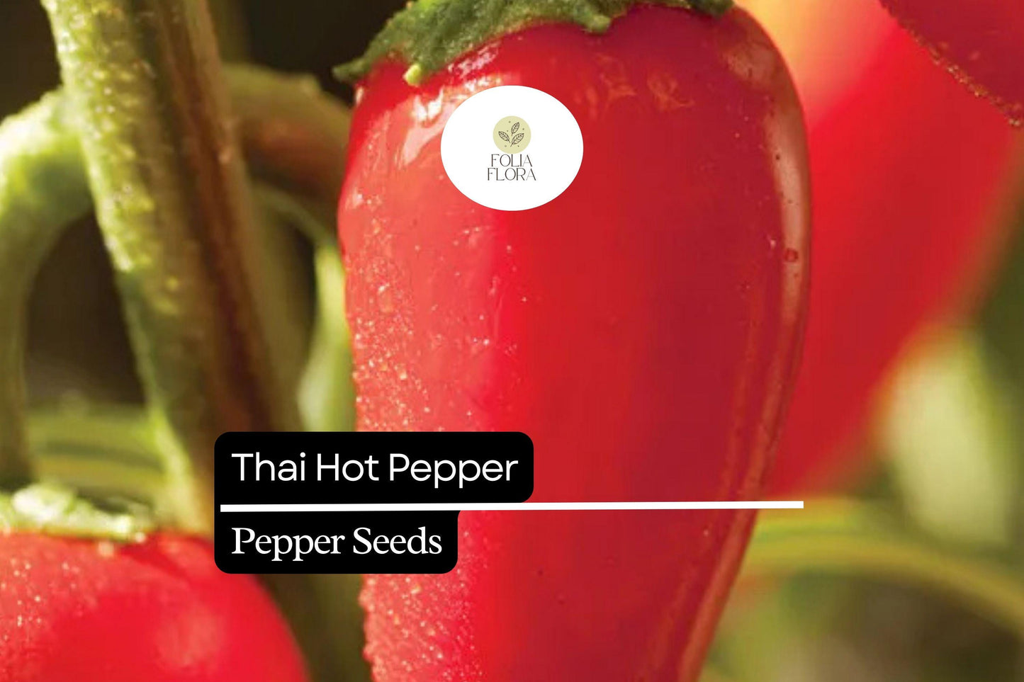 30 Seeds Thai Hot Pepper Seeds, Heirloom Spicy Chili Pepper, Compact High-Yielding Capsicum annuum for Curries & Pickles