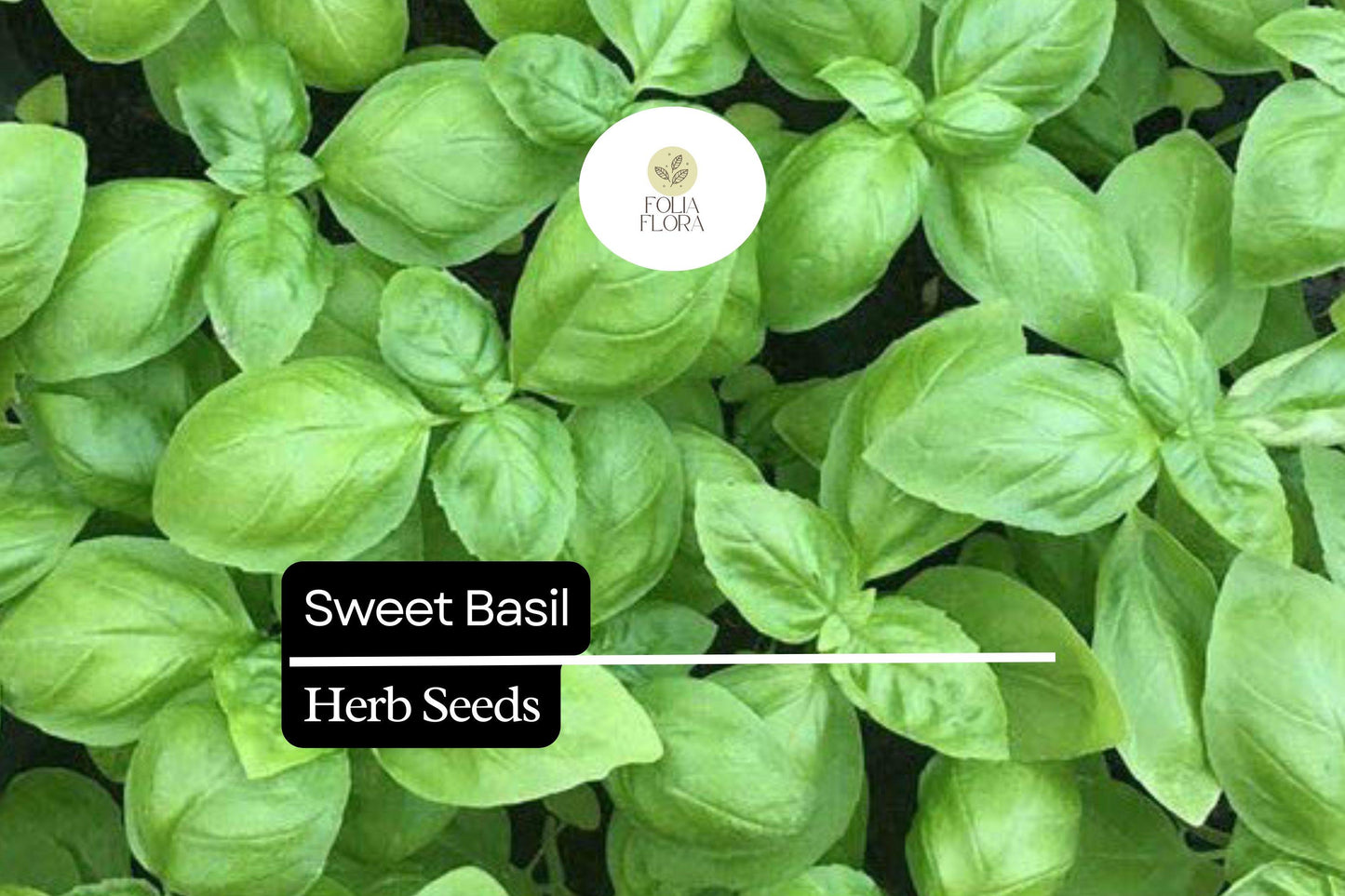 300 Sweet Basil Seeds – Ocimum basilicum, Aromatic Culinary Herb for Cooking & Gardening, Bright Green Leaves