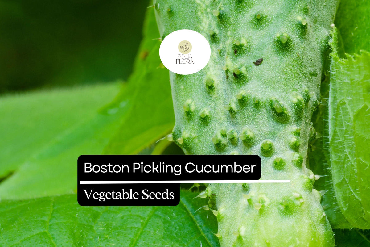 50 Seeds Boston Pickling Cucumber – Heirloom, Crisp, Small Size, High Yield, Cucumis sativus for Pickling & Fresh Eating