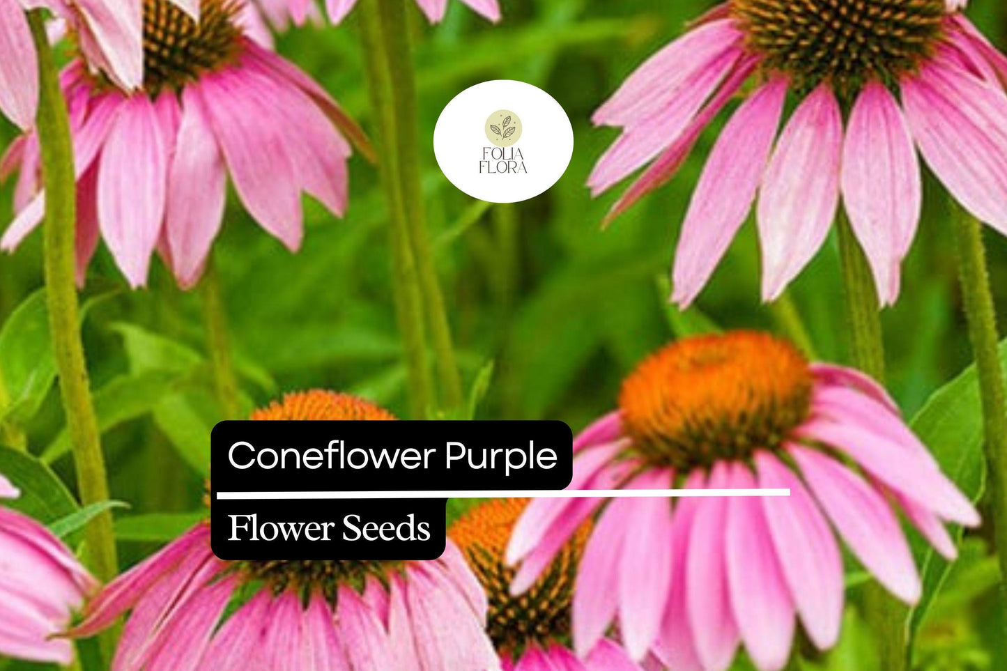 1000 Seeds Purple Coneflower Echinacea purpurea Perennial Wildflower for Pollinators