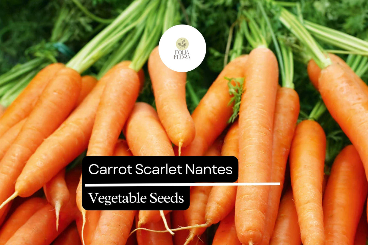 Scarlet Nantes Carrot Seeds - Heirloom Bright Orange Roots for Fresh Eating, Juicing & Cooking (300 Seeds)