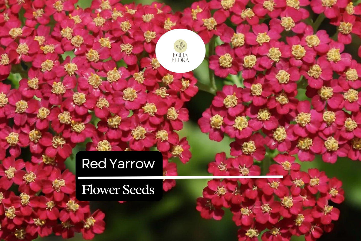 Red Yarrow Seeds – Achillea millefolium, Drought-Tolerant Perennial Wildflower for Pollinator Gardens and Borders