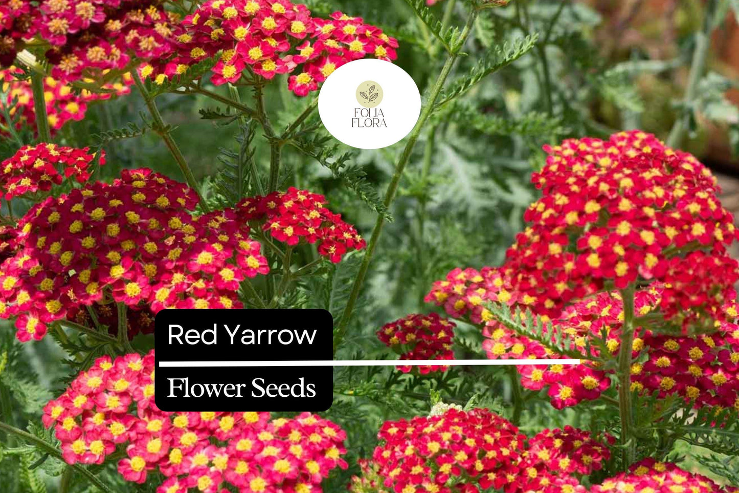 Red Yarrow Seeds - Achillea Millefolium, Drought-Tolerant Pollinator Perennial, Bright Red Flowers, Low Maintenance, Wildflower & Xeriscape