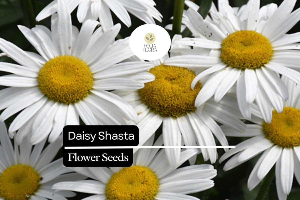 4000 Seeds Daisy Shasta Perennial Flower White Leucanthemum × superbum, Drought-Tolerant, Deer-Resistant, Full Sun