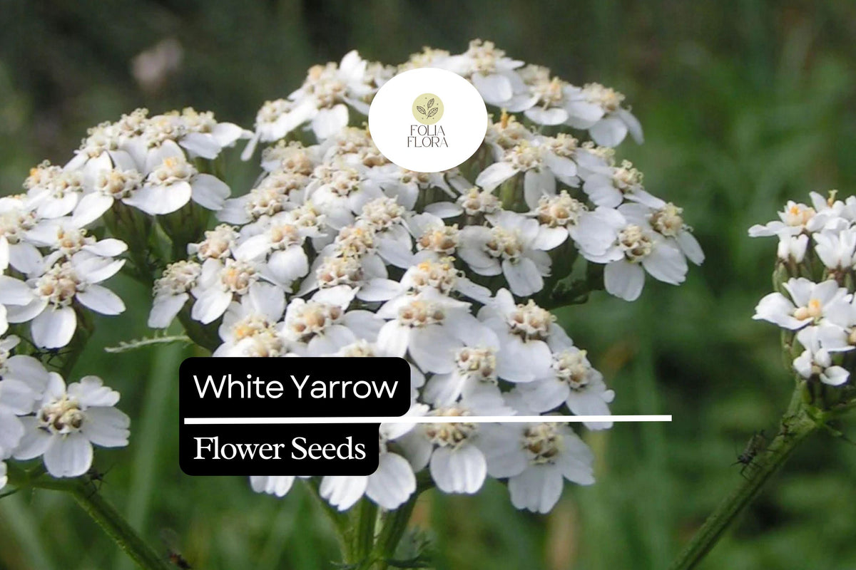 White Yarrow Seeds – Achillea millefolium, Pollinator-Friendly Perennial for Gardens and Borders