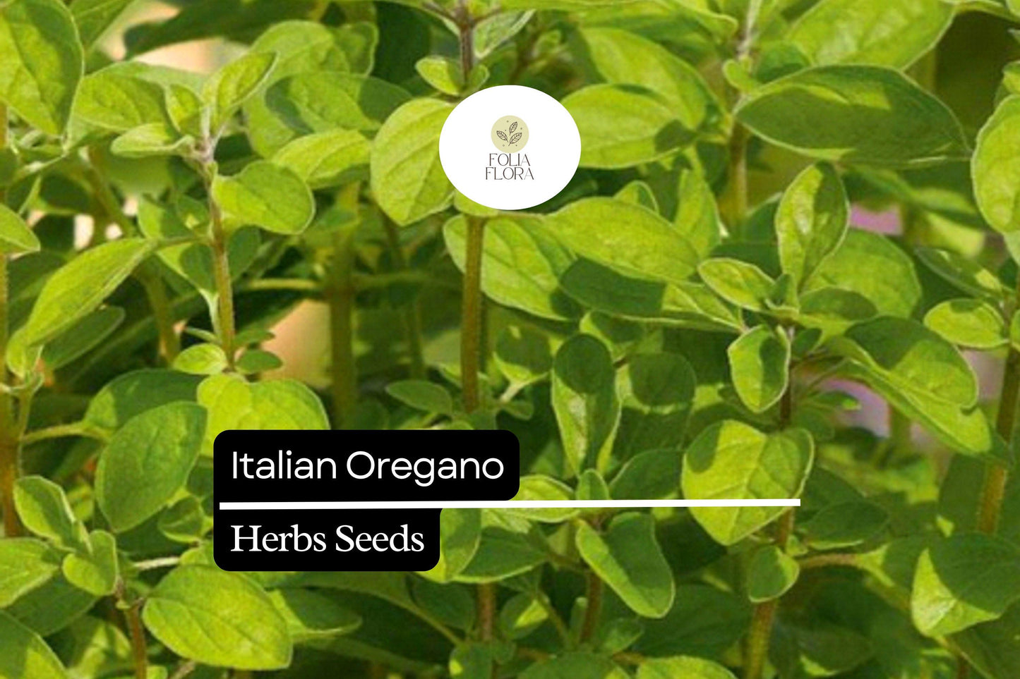 2000 Seeds Italian Oregano (Origanum vulgare) – Aromatic Culinary Herb for Gardens, Pots & Spice Racks