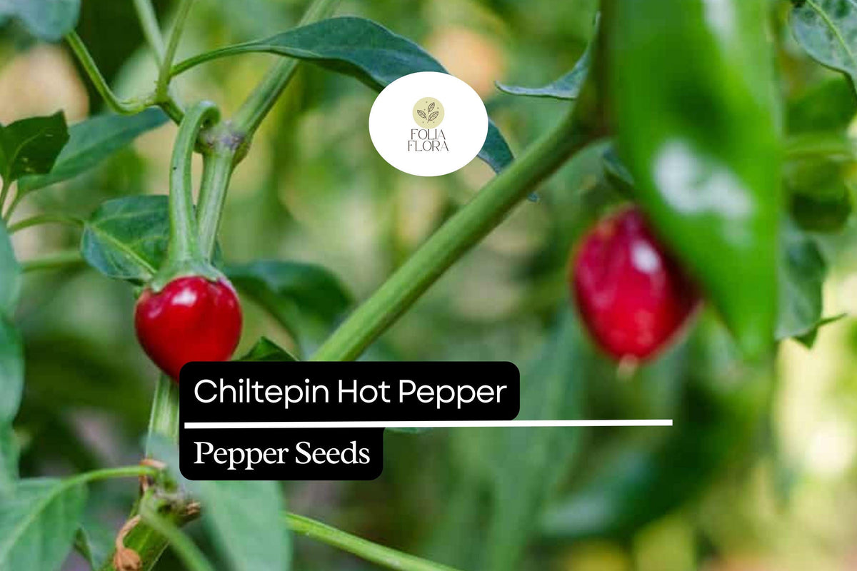 Chiltepin Pepper Seeds – Wild Hot Chili, Smoky Flavor, Capsicum annuum var. glabriusculum, Small Red Fruits