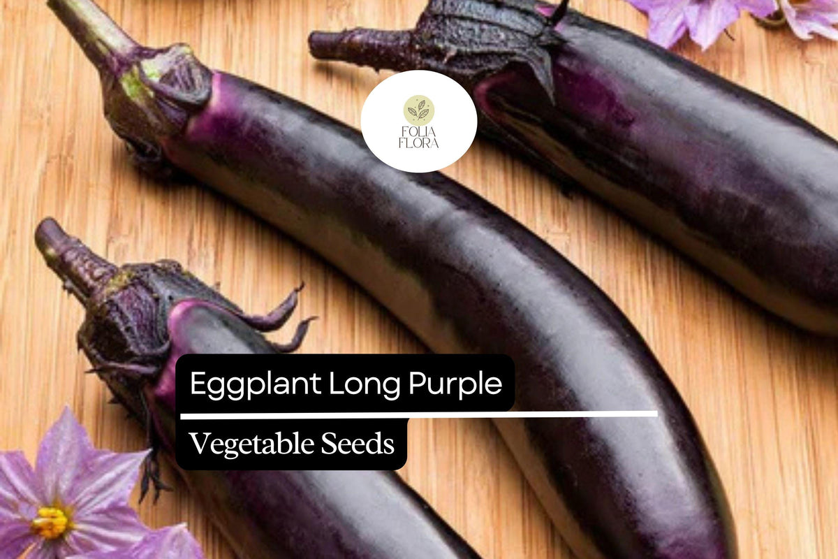 Eggplant Seeds 300mg Long Purple Heirloom Solanum melongena, High-Yield, Tender & Mild Flavor, 8-10 Inch Fruits