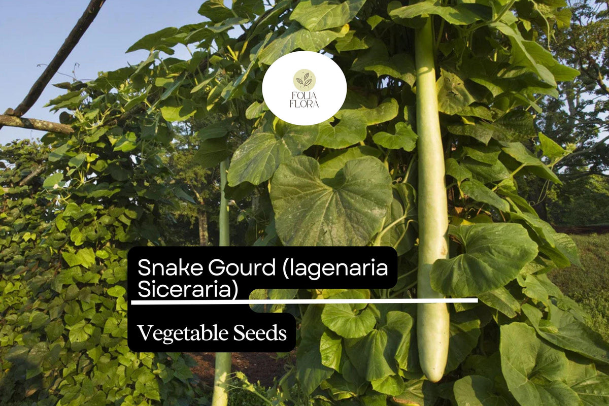10 Seeds Snake Gourd Lagenaria siceraria Heirloom Non-GMO Exotic Vegetable for Gardening