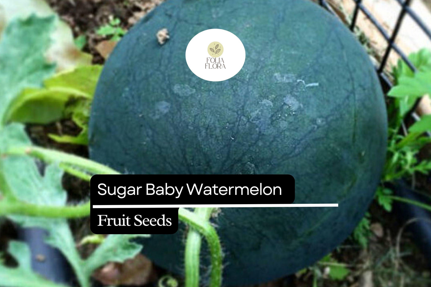 25 Seeds Sugar Baby Watermelon (Citrullus lanatus) – Compact Heirloom Icebox Watermelon for Home Gardens
