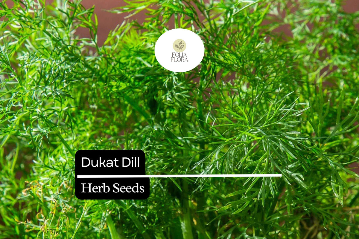 Dukat Dill Seeds 500 Pack – Anethum graveolens Aromatic Herb for Culinary, Pickling & Garden Use
