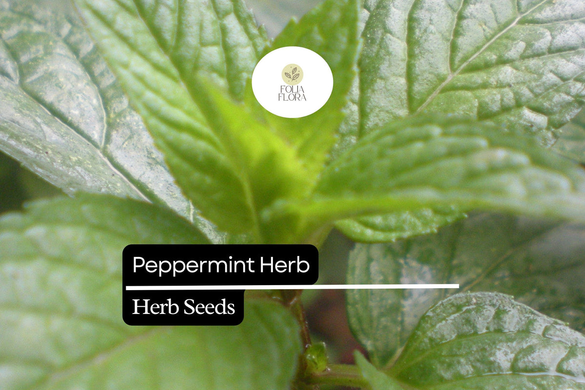 Peppermint Seeds 500 Pack, Mentha × Piperita, Aromatic Herb for Teas, Culinary & Natural Remedies