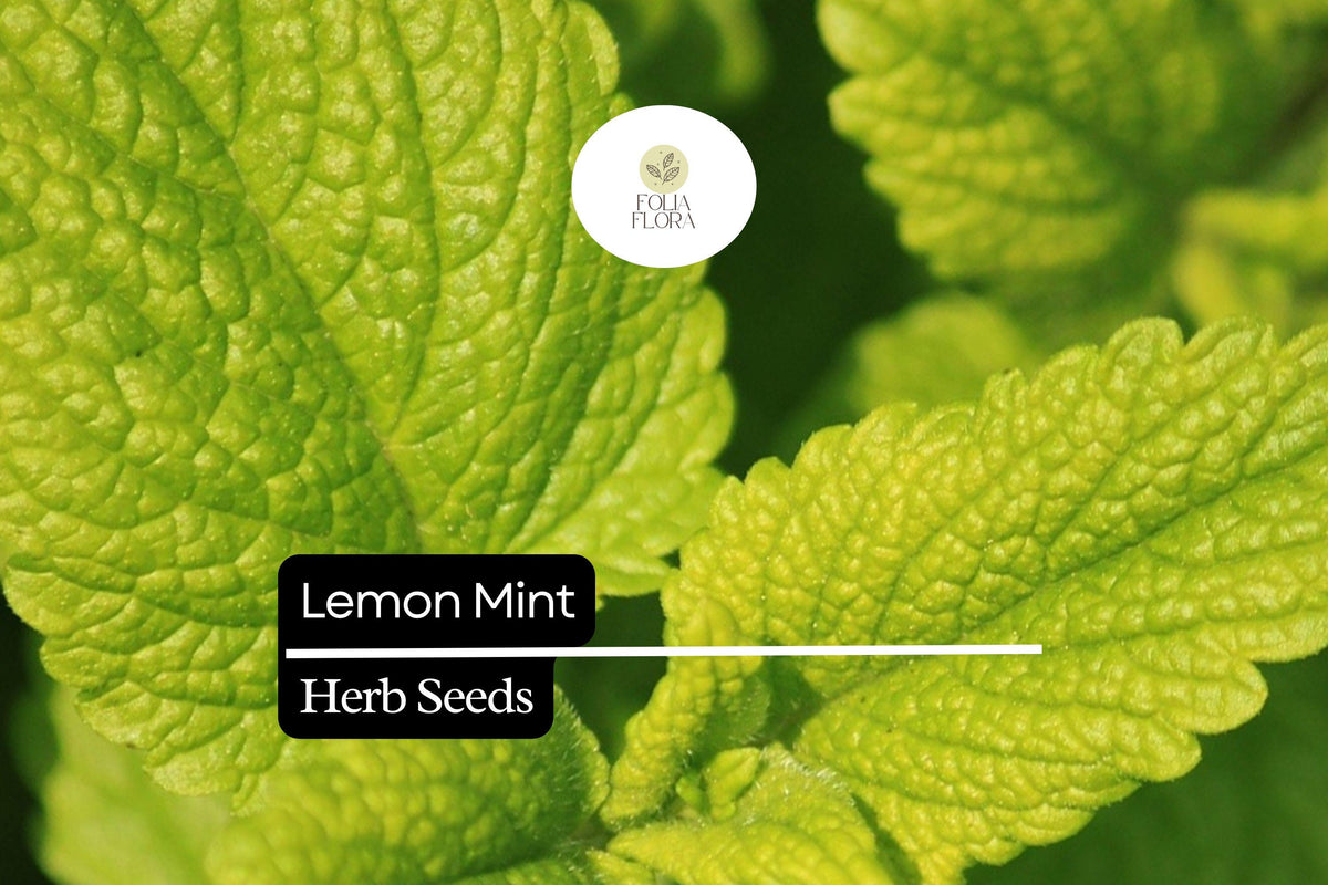 Lemon Mint Seeds, Fragrant Herb for Tea & Cooking, Monarda citriodora, Lavender to Purple Blooms