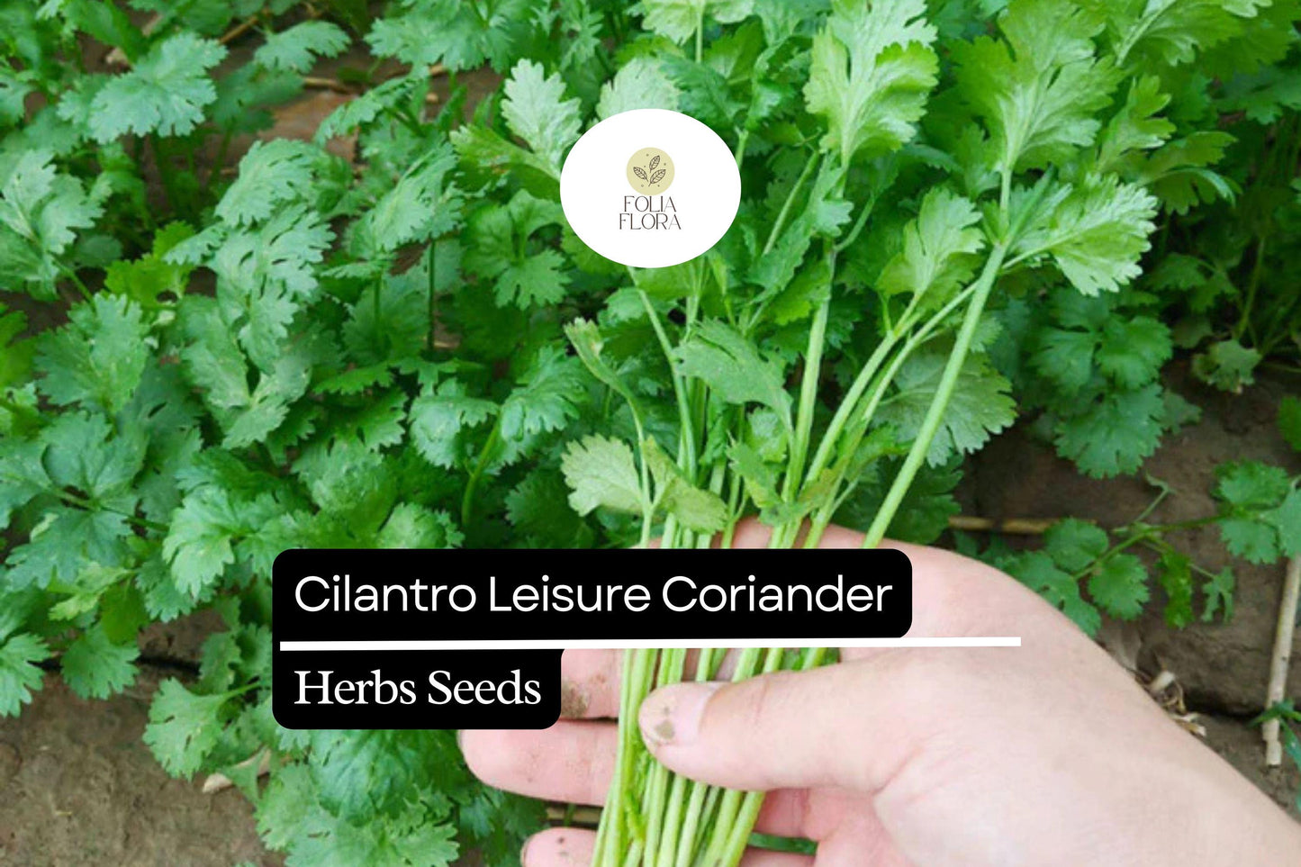 Cilantro Seeds 1g Pack | Coriandrum sativum | Non-GMO Heirloom, Aromatic Leaves & Seeds