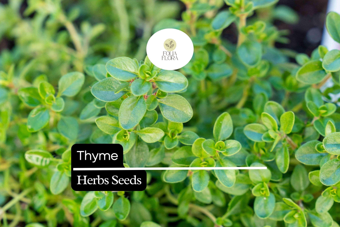 100mg Thyme Seeds Thymus vulgaris - Aromatic, Non-GMO, Heirloom, Perennial Culinary Herb, Pollinator-Friendly