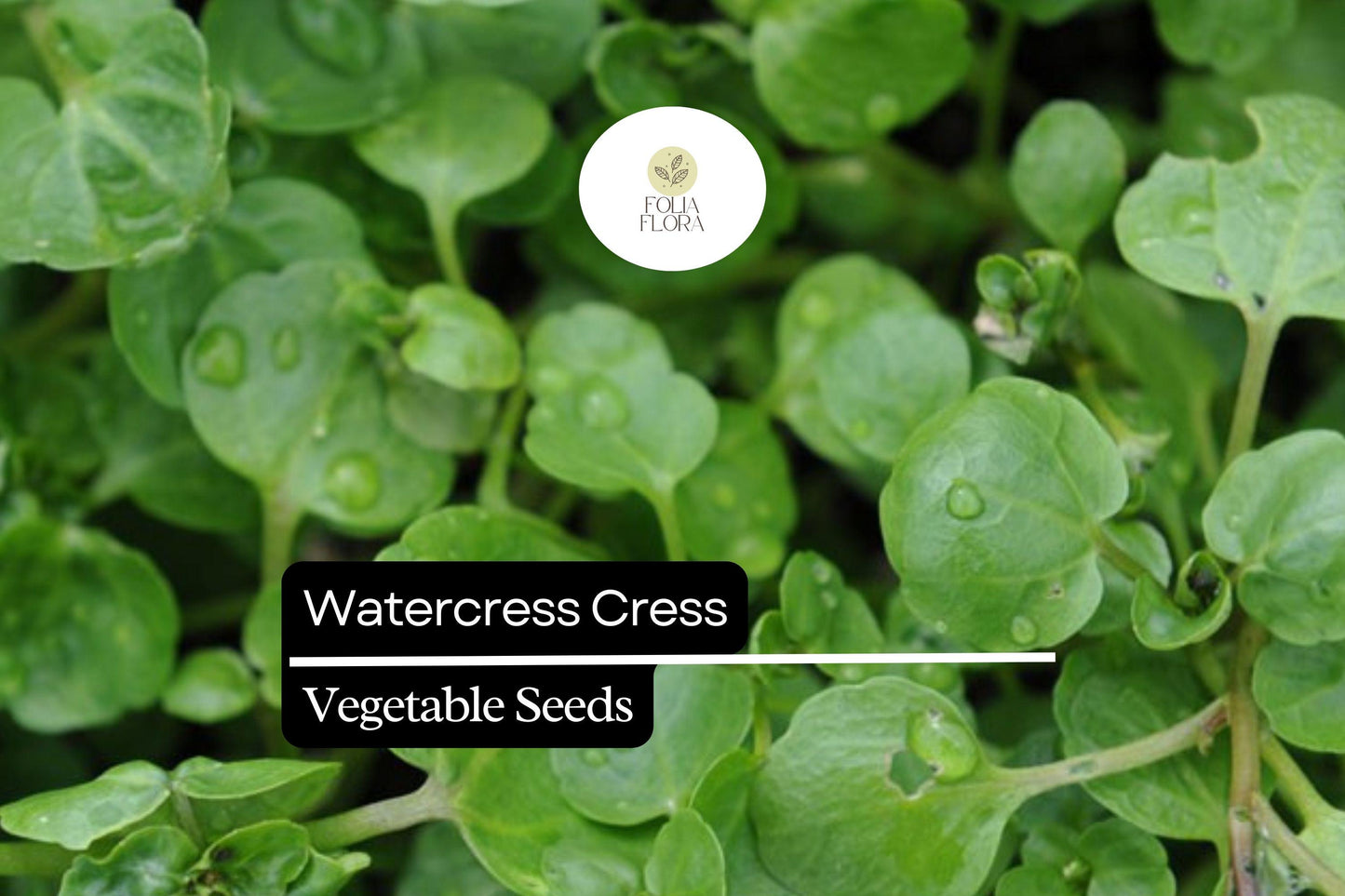 1000 Seeds Watercress Cress (Nasturtium officinale) – Nutrient-Rich Aquatic Green for Salads, Garnishes & Hydroponic Growing
