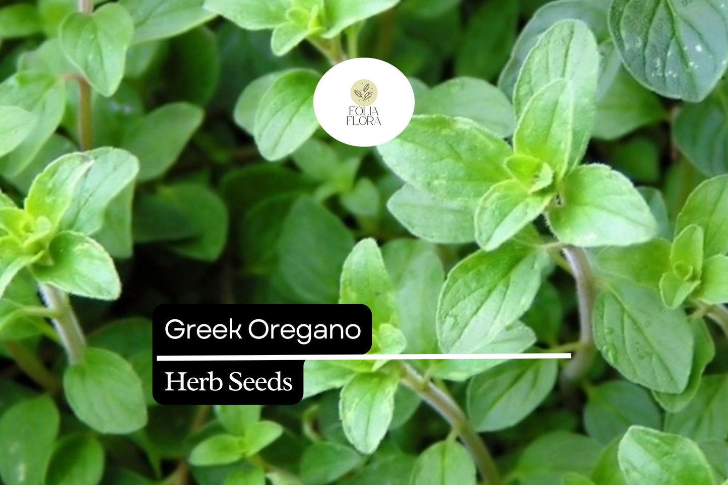 Greek Oregano Seeds – Aromatic Culinary Herb, 2000 Seeds, Origanum vulgare subsp. hirtum, Drought-Tolerant, Full Sun