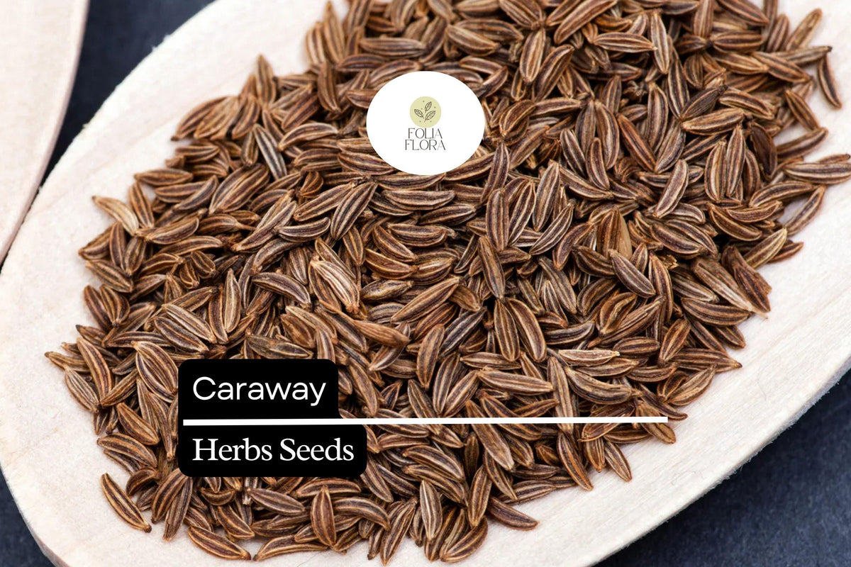 100 Seeds Caraway Herb Seeds – Aromatic Culinary Herb for Baking, Soups & Salads – Carum carvi