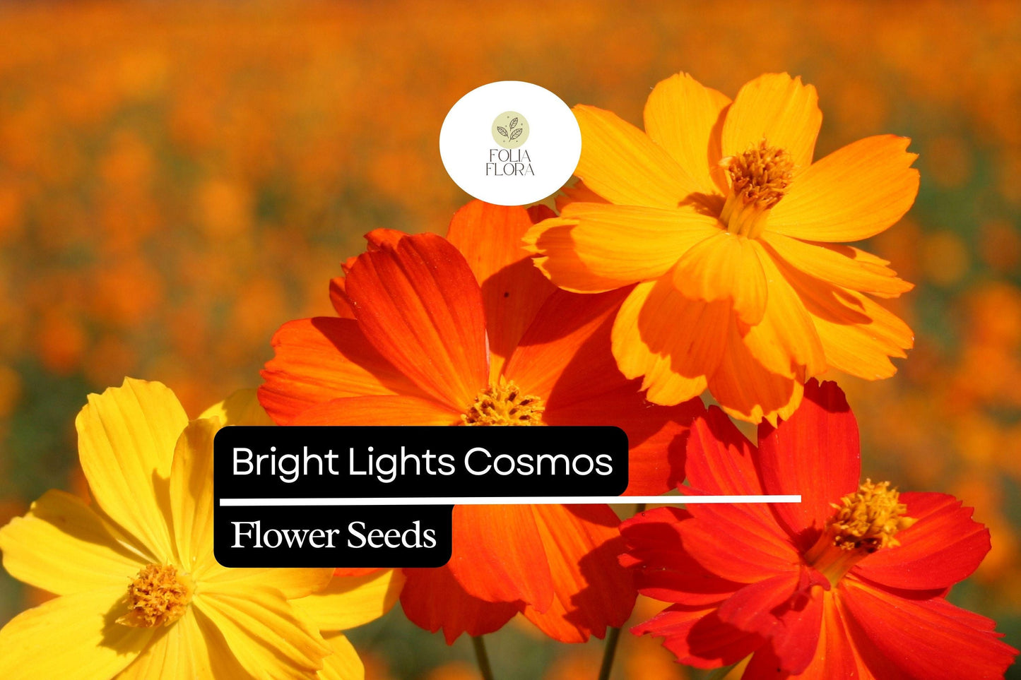 Bright Lights Cosmos Seeds – Vibrant Orange & Yellow Flowers, Easy to Grow, Pollinator-Friendly, Cosmos sulphureus