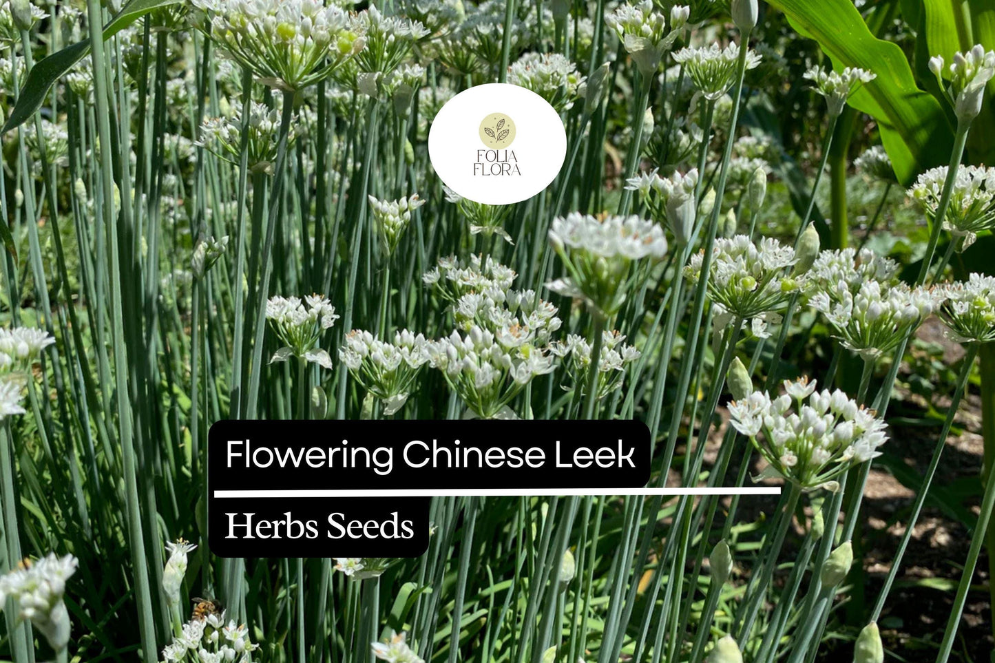 Flowering Chinese Leek Seeds | Allium tuberosum Heirloom Edible Greens & Flowers | Garlic Chives Seed Pack
