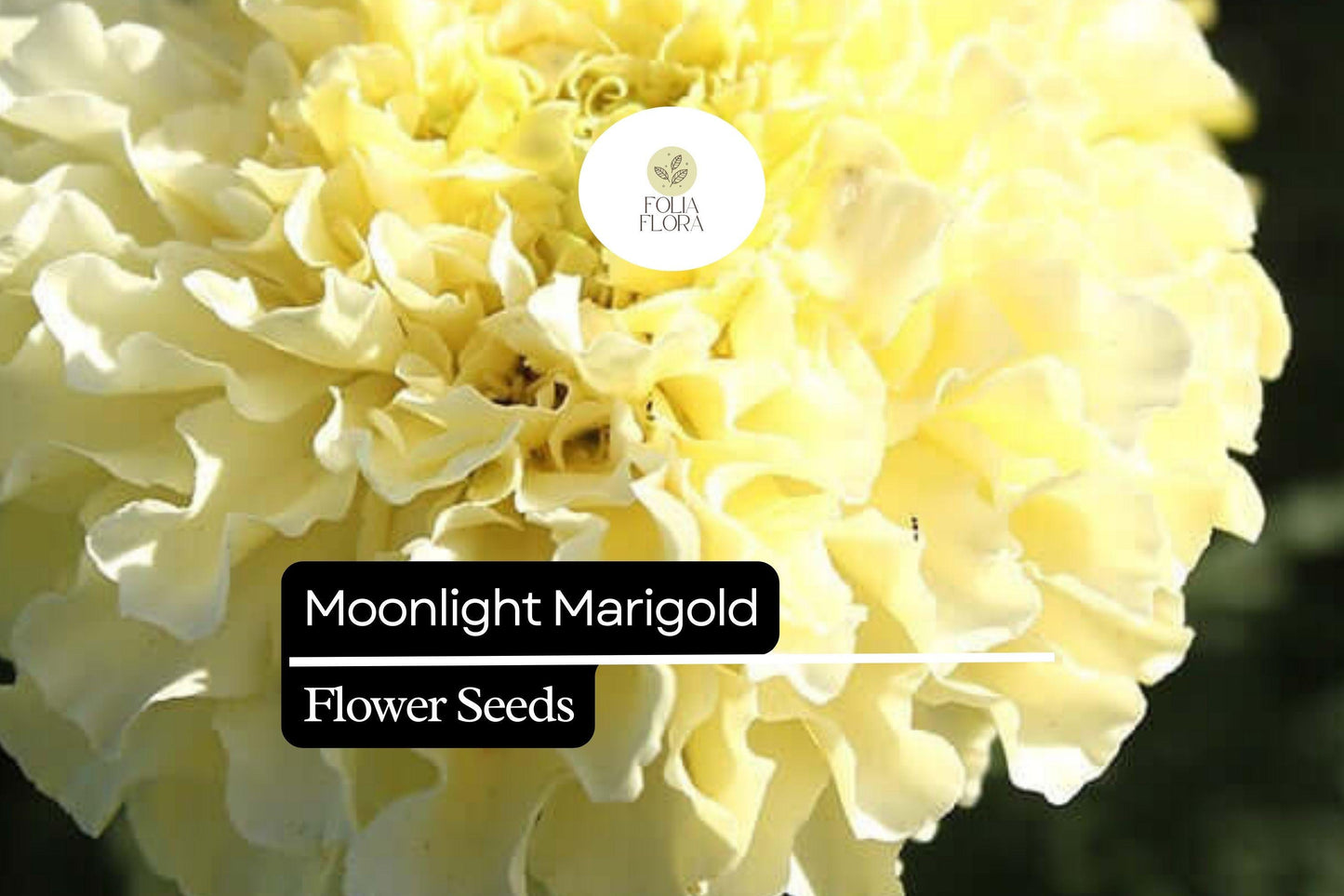 Marigold Seeds - Tagetes erecta - Pale Yellow Blooms - Pollinator-Friendly, Drought-Tolerant Annual for Gardens
