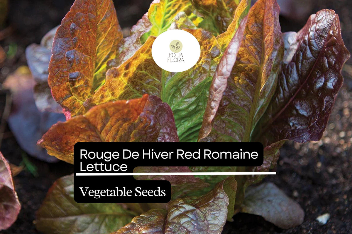 Rouge De Hiver Lettuce Seeds | Red Romaine, Heirloom Non-GMO | Lactuca sativa, Frost-Tolerant, Fast-Growing, 1g Pack