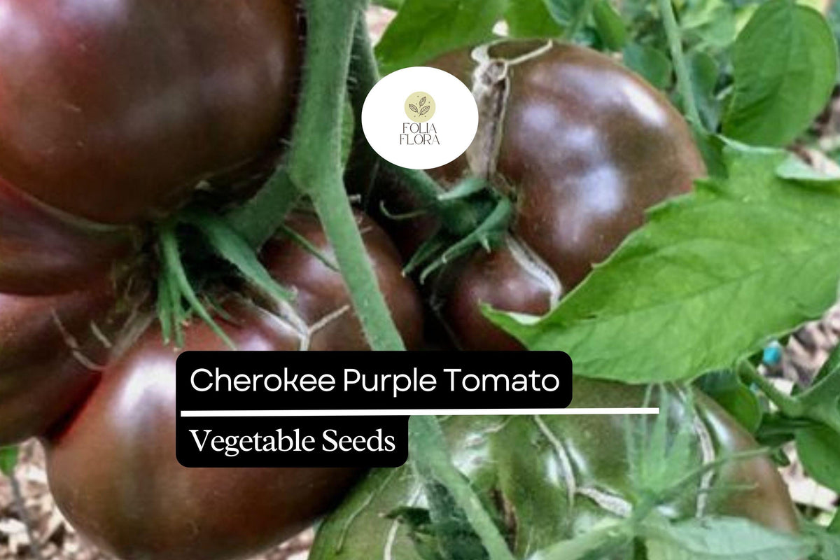 Cherokee Purple Tomato Seeds - Heirloom, Deep Purple, Rich Flavor, Indeterminate Solanum lycopersicum, 30 Seeds
