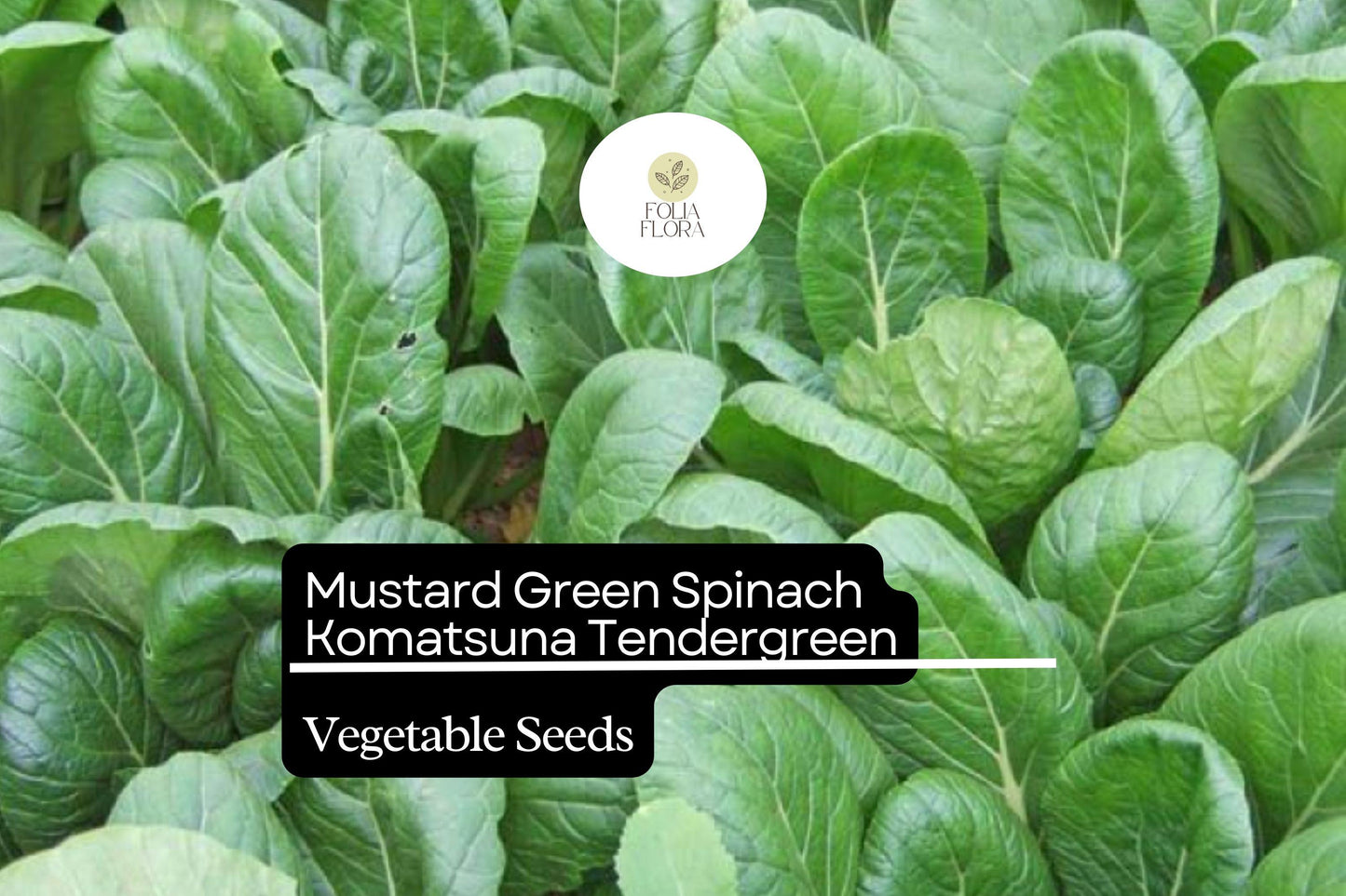 Komatsuna Seeds 500mg - Heirloom Asian Greens, Mild Flavor, Brassica rapa var. perviridis, Fast-Growing Leafy Green for Stir-Fries & Salads