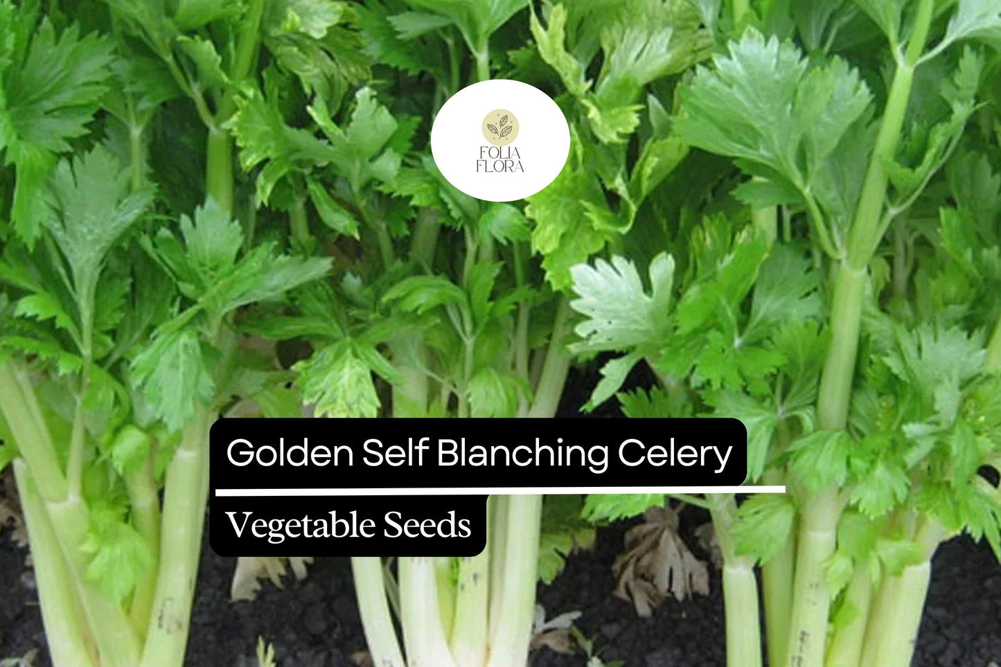 Golden Self-Blanching Celery Seeds – Heirloom Apium graveolens for Tender, Crisp Stalks, Mild Flavor, Self-Blanching, 500 Seeds