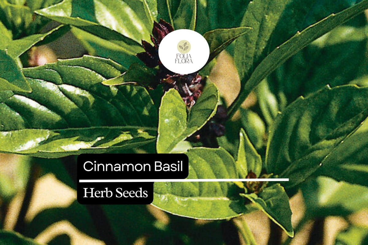 600 Seeds Cinnamon Basil Herb Seeds, Aromatic Ocimum basilicum, Spicy-Sweet Flavor, Pollinator-Friendly, Culinary Herb