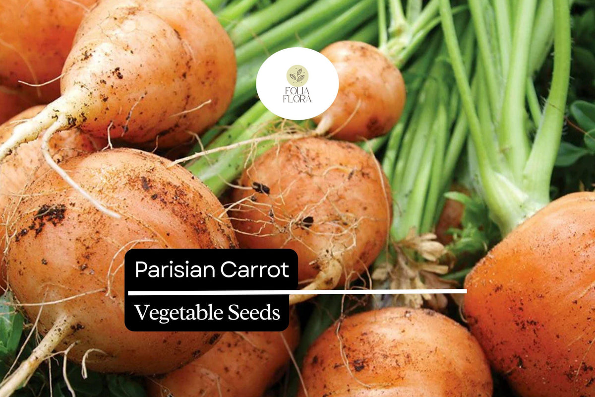 300 Seeds Parisian Carrot Heirloom Variety – Small Round Gourmet Daucus carota for Containers & Gardens