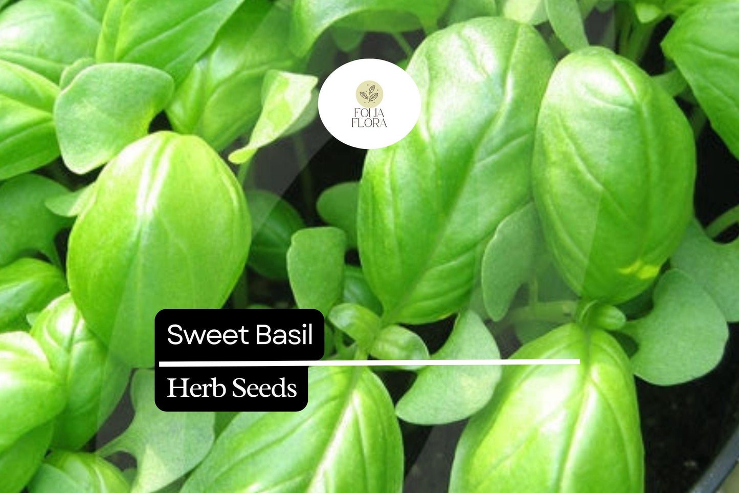 600 Seeds Sweet Basil Herb Seeds – Ocimum basilicum, Aromatic Culinary Herb for Cooking & Gardening
