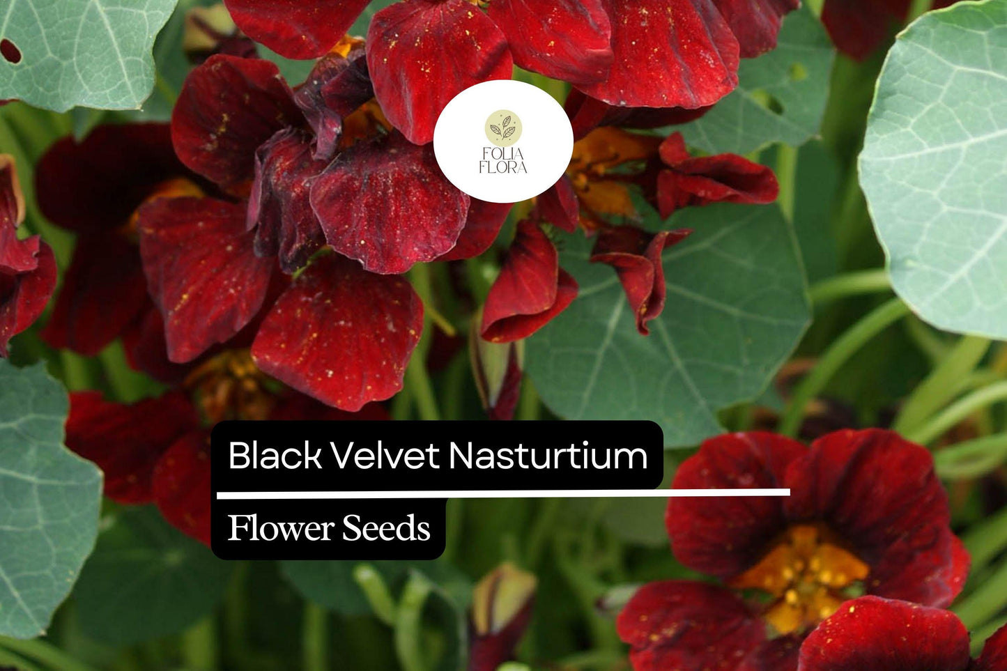 Black Velvet Nasturtium Seeds – Edible Maroon Flowers, Heirloom Tropaeolum majus, Trailing, Pollinator-Friendly