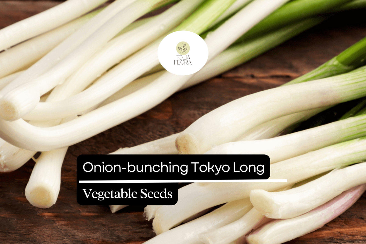 Tokyo Long White Onion Seeds | Heirloom Non-GMO Allium Fistulosum Bunching Onion, White Stalks
