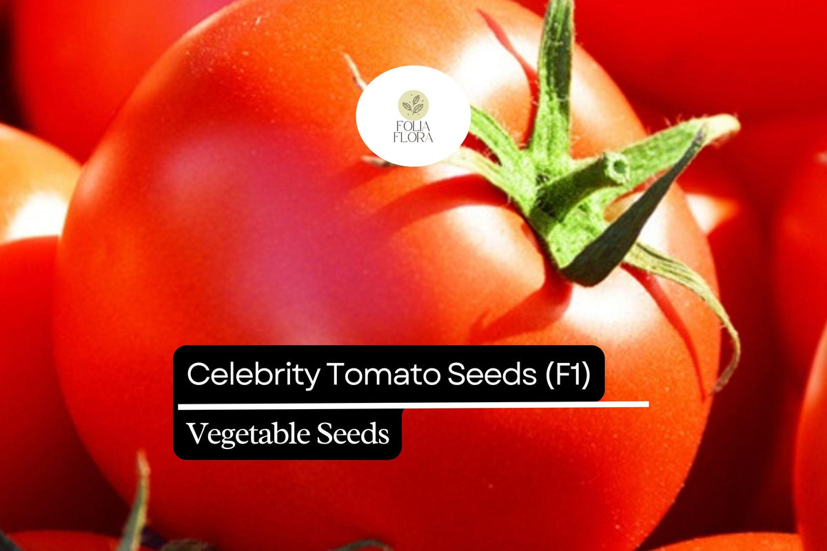 10 Seeds Celebrity Tomato F1 Hybrid Solanum Lycopersicum High-Yield Disease-Resistant Tomato