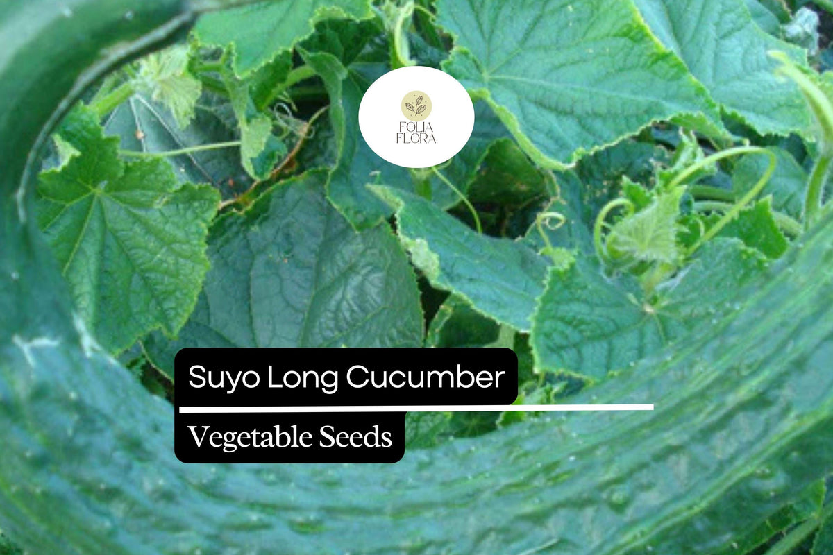 20 Seeds Suyo Long Cucumber Heirloom Variety, Burpless, Sweet, Crisp, Deep Green, Cucumis sativus